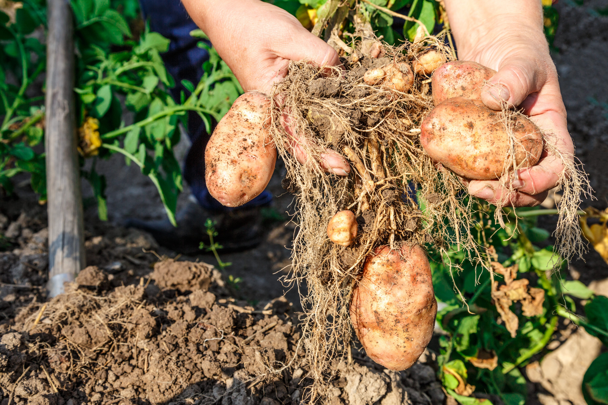 Young potato in soil with hands outside